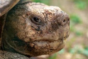 closeup portrait of a turtle photo