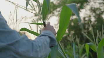 boeren opnieuw controleren staat en verhouding van groei van maïs in fram . wetenschappers zijn controle de extern staat van hun gewassen na testen de zaden ze zijn onderzoeken en ontwikkelen landbouw. video