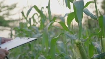 boeren opnieuw controleren staat en verhouding van groei van maïs in fram . wetenschappers zijn controle de extern staat van hun gewassen na testen de zaden ze zijn onderzoeken en ontwikkelen landbouw. video