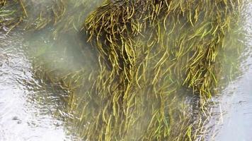 Green algae with canal currents video