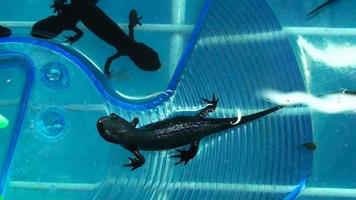 Great Crested Newt, triturus cristatus video