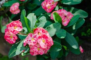 Red Crown of Thorns Flowers Blooming in Garden photo