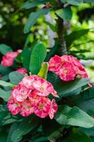 Red Crown of Thorns Flowers Blooming in Garden photo