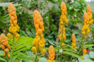 Ringworm Bush Flower or Candle Bush Flower in Garden photo