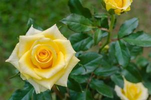 rosa amarilla que florece en el jardín botánico foto