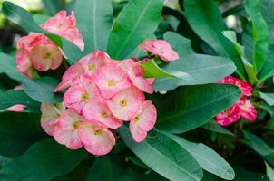 Red Crown of Thorns Flowers Blooming in Garden photo