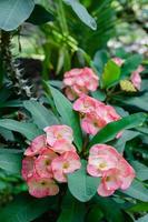 Red Crown of Thorns Flowers Blooming in Garden photo