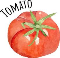 Watercolor illustration of red tomato. Fresh raw vegetables. Tomato lover illustration vector