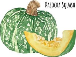 Watercolor illustration of Japanese kabocha squash. Japanese pumpkin. Asian food. Watercolor raw vegetables. Kabocha Lover vector