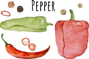 Watercolor illustration of different peppers green jalapeno, red paprika, red hot chili pepper and pepper peas. Fresh raw vegetables. vector