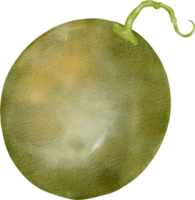 imágenes prediseñadas de melón acuarela png