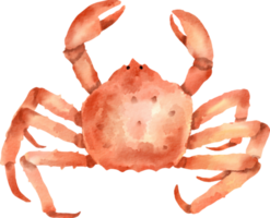 crabe royal aquarelle png