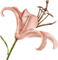 watercolor lily flower png