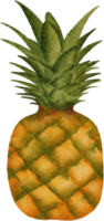 imágenes prediseñadas de piña acuarela png