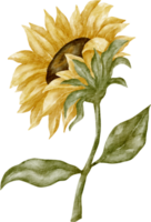 imágenes prediseñadas de girasol acuarela png