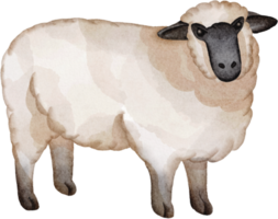 imágenes prediseñadas de ovejas acuarela png