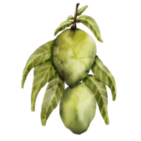 waterverf mango rijp klem kunst png