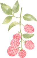 watercolor raspberry clip art berry png