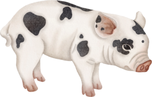 clipart cochon aquarelle png