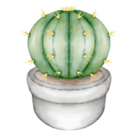 maceta de cactus acuarela png