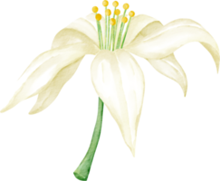 acuarela flor limon png