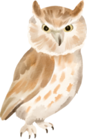 watercolor owl cute clip art png