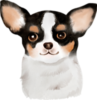 acuarela perro chihuahua png