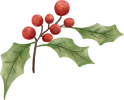 Aquarell Holly ClipArt png