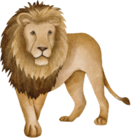 watercolor lion clip art png