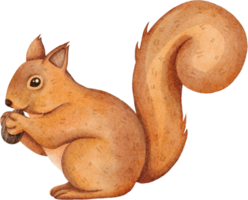 watercolor squirrel clip art png