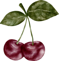 fruta de cereza acuarela png