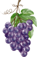 watercolor grape clip art png