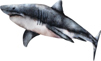 aquarelle requin mer animal clip art png