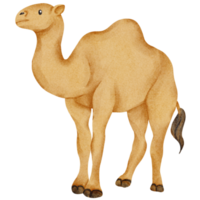 elemento animal camello acuarela png
