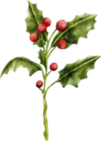 watercolor holly flower png