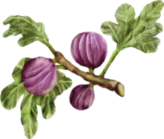 waterverf fig fruit klem kunst png