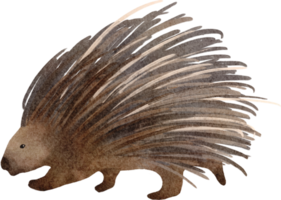 porcupine watercolor clip art png