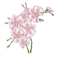 watercolor orchid clip art flower png