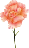 watercolor carnation flower png