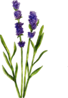 watercolor lavender flower png