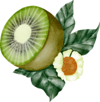 vattenfärg kiwi vegetabiliska png