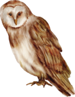 watercolor owl animal png