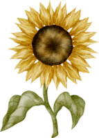 imágenes prediseñadas de girasol acuarela png