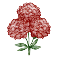 aquarela cravo flor clipart vermelho png