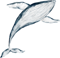 watercolor whale sea animal png