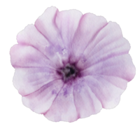 aquarel paarse bloem png