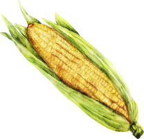 imágenes prediseñadas de maíz acuarela png