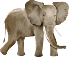 elefante em aquarela clipart fofo png