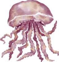 watercolor jellyfish sea animal png