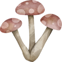 clipart champignon aquarelle png